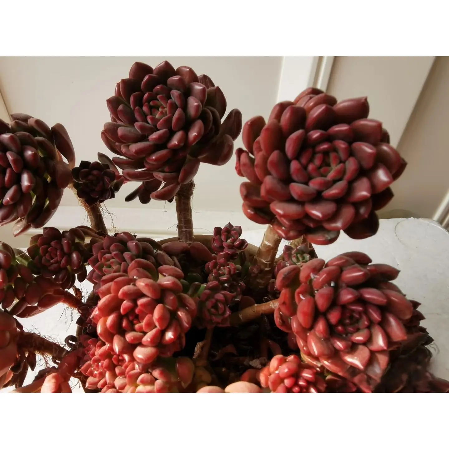 2"Live Succulent pink ruby 2"Live Succulent pink ruby