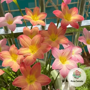 Rain flower bulbs - grown and flowering year-round, ideal for indoor potted flowers. Mature bulbs (non-seed) have high germination rates, large and colorful flowers, easy to grow, suitable as garden floral gifts, but also for beginners.