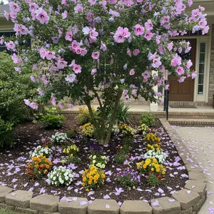 100 Purple Hibiscus Seeds for Vibrant Spring Blooms Ideal for Borders & Patios Grows in Full Sun Suitable for Pots Raised Beds and Garden Soil