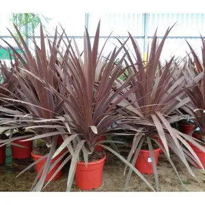 Dark Star Cordyline Plant - Ti Plant - Live Plant in a 10 Inch Growers Pot - Cordyline Australis 'Dark Star' - Rare Variety - Florist Quality Indoor Outdoor Air Purifying Houseplant