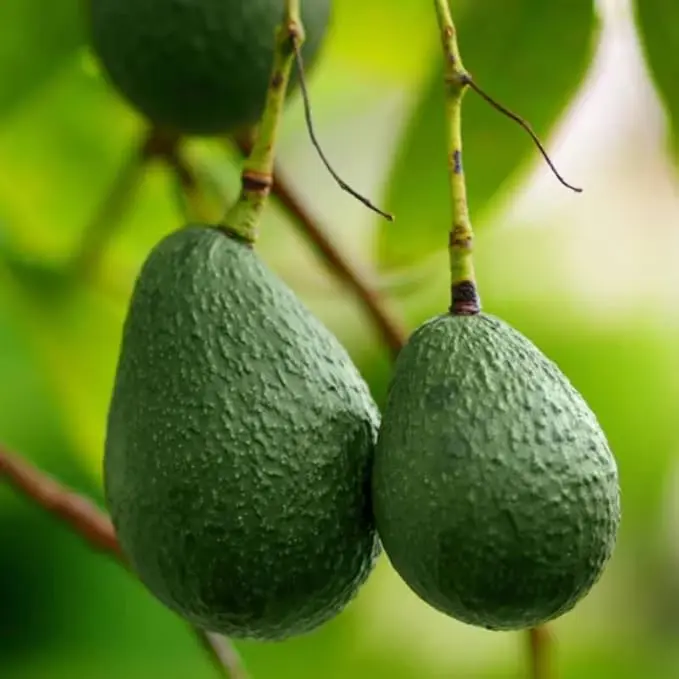 Avocado Tree Fruit, Avocado Live Plant 10 to 14 tall , Avocado Tree Live Plant in Pot, HASS Avocado Live Plant Tree