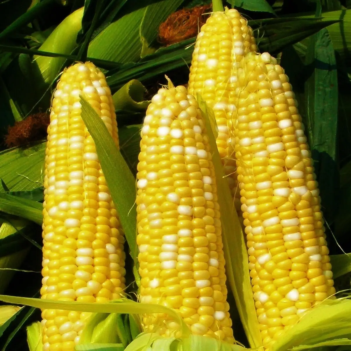 TomorrowSeeds - Bilicious Sweet Corn Seeds -  Bicolor Yellow & White Hybrid Sugary-Enhanced SE Untreated USA Vegetable Seed For 2024 Season