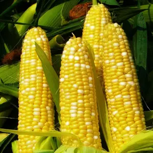 TomorrowSeeds - Bilicious Sweet Corn Seeds -  Bicolor Yellow & White Hybrid Sugary-Enhanced SE Untreated USA Vegetable Seed For 2024 Season