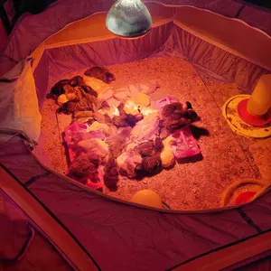 Pawaboo 5-in-1 Chicken Brooder Box for Chick Starter Kit, Includes Pet Cage Tent, Chicks Perch, Chick Feeder, 1.1L Chick Waterer, Baby Chick Supplies (Brooder Set), Green + Red + Wood Color