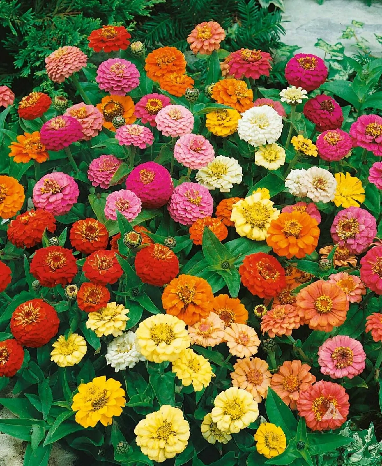 Zinnia THUMBELINA MIX DWARF Butterflies Hummingbirds AAS WINNER  200 Seeds