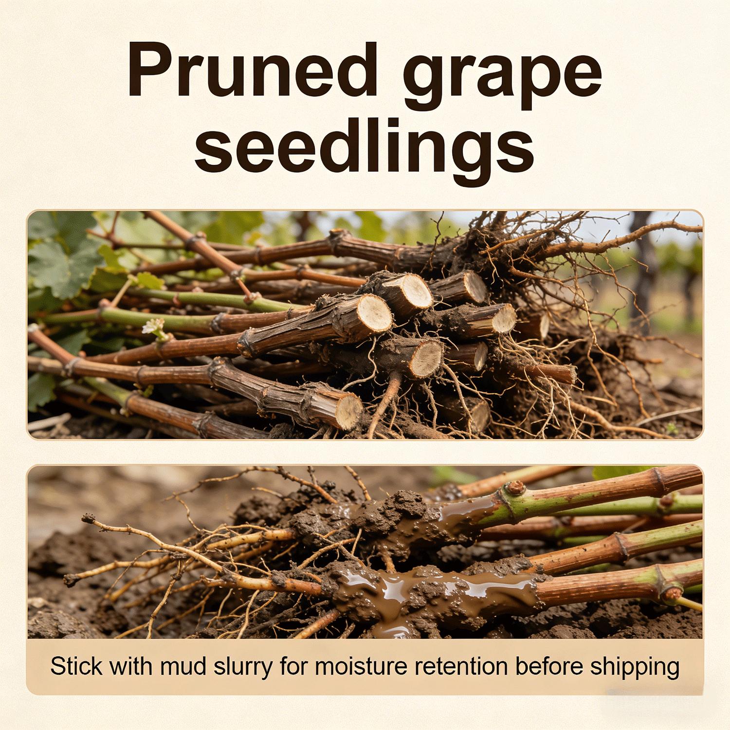 Niagara Grape Vine Starter Plant – Sweet White Table Grapes for Home Garden, Easy Grow Outdoor Fruit Vine for Patio, Arbor & Backyard Landscaping