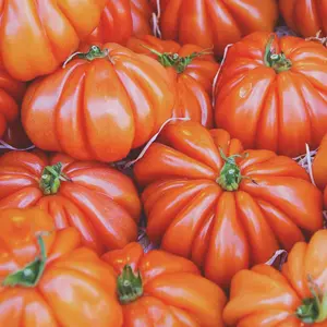 Heirloom Beefsteak Tomato Seeds - Sustainable and Regenerative Organic Gardening Seeds