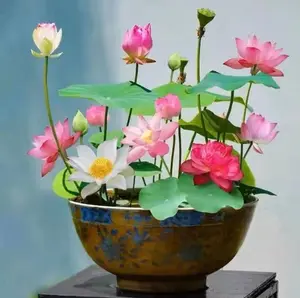 Mixed Color Bonsai Bowl Lotus Seeds - Exotic Water Lily Flower Plant Seeds for Ornamental Pond and Home Planting