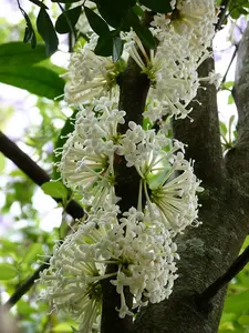 Scented Daphne – Rare Phaleria clerodendron Forest Daphne / Showy Daphne SUPER FRAGRANT Rainforest Plant!