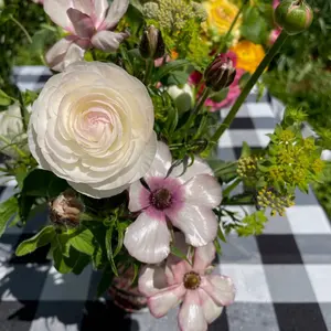 (5) Gigi White Ranunculus Corms Bulbs Plants Tubers Spring Garden Flowers
