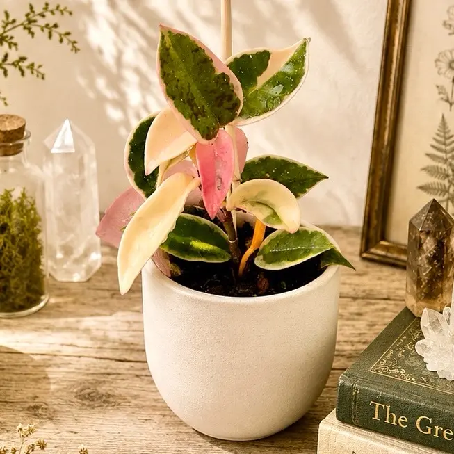 Hoya Krimson Queen Rooted Starter Plant | Variegated Hoya Carnosa | Beginner Friendly Houseplant