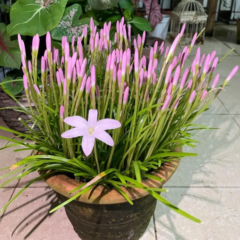 Pink Rain Lily Bulbs, Pink Flower Blooms, Novice Friendly Home Garden Planting