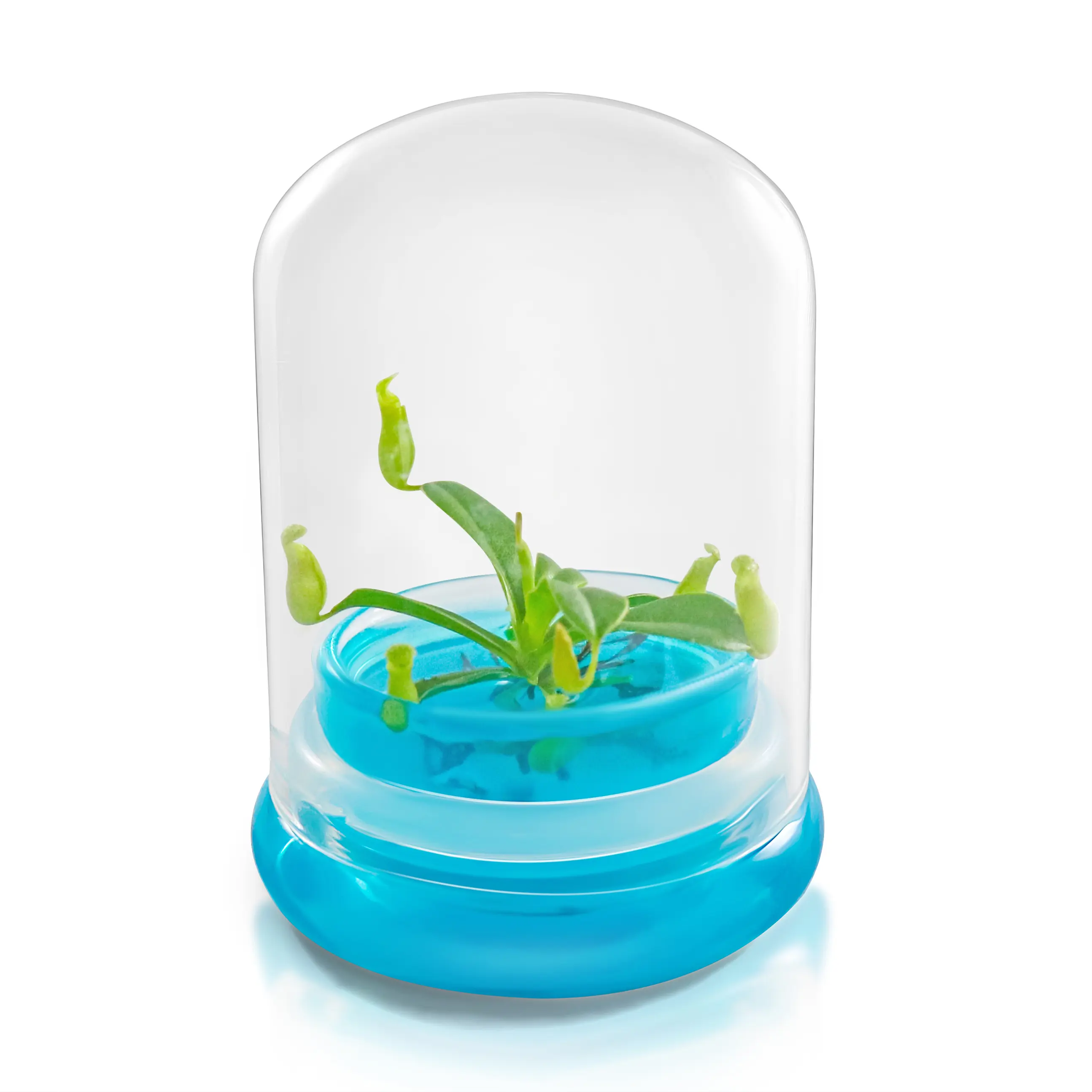 Bloomify Pitcher Plant – Live Nepenthes Tobaica – Zero Care Carnivore Plants Terrarium - Self-Sustaining Pitcher Plant Ecosystem – Great Gift for Birthdays, Christmas, Anniversaries