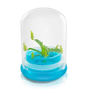Bloomify Pitcher Plant – Live Nepenthes Tobaica – Zero Care Carnivore Plants Terrarium - Self-Sustaining Pitcher Plant Ecosystem – Great Gift for Birthdays, Christmas, Anniversaries