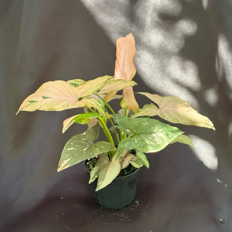 Syngonium Pink Splash 4” pot