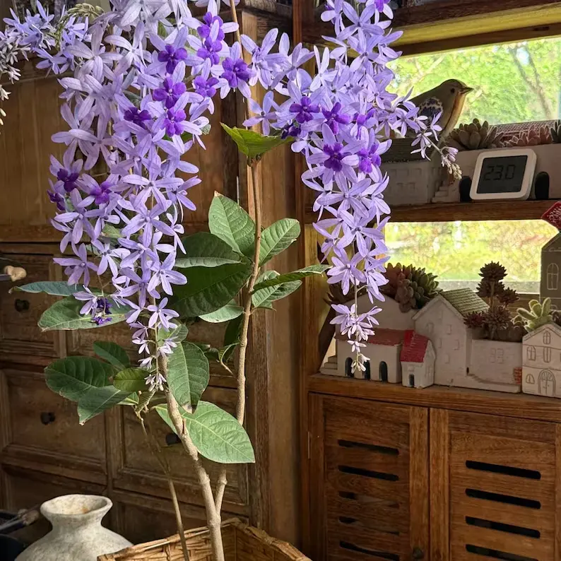 Romantic Purple Wisteria Bare Root Seedlings, Long Trailing Blooms Dwarf Potted Vine For Home Decor & Garden Lovers