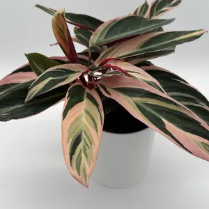 Stromanthe Triostar Calathea Triostar 6" nursery Pot - pet safe Low-Maintenance Decorative Tropical Plant for Home - Vibrant Coloration & Unique Foliage Patterns - Easy Care House Plant