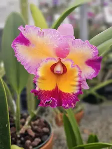 RLC Dick Smith 'Paradise' Baby Orchid