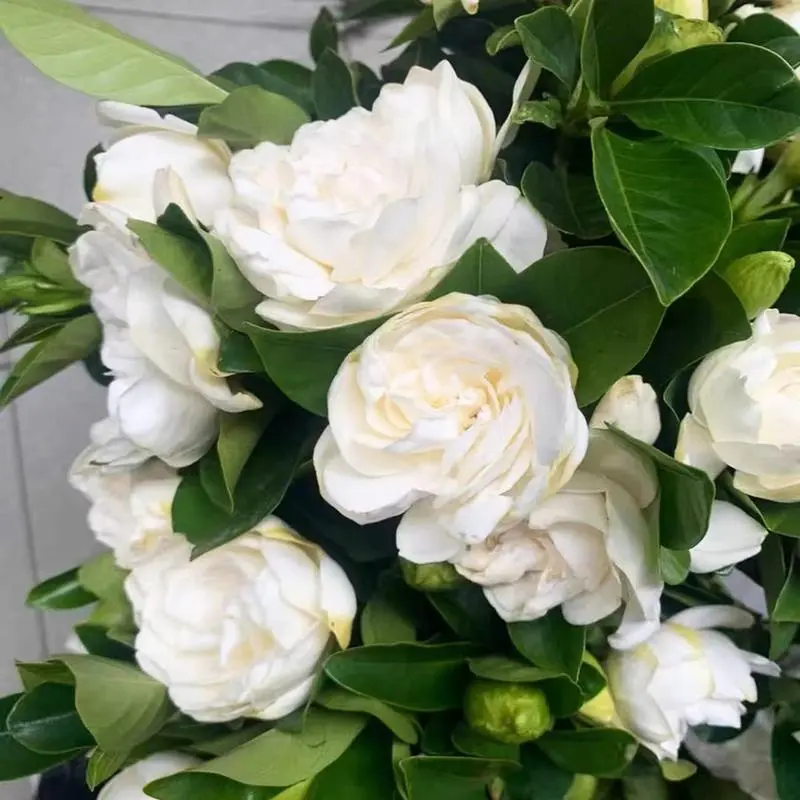 50 Pcs Jasmine Flower Seeds – Non-GMO, Fast Growing & Highly Fragrant!, Flower Seeds To Plant Outside, Fragrant Plant Seeds