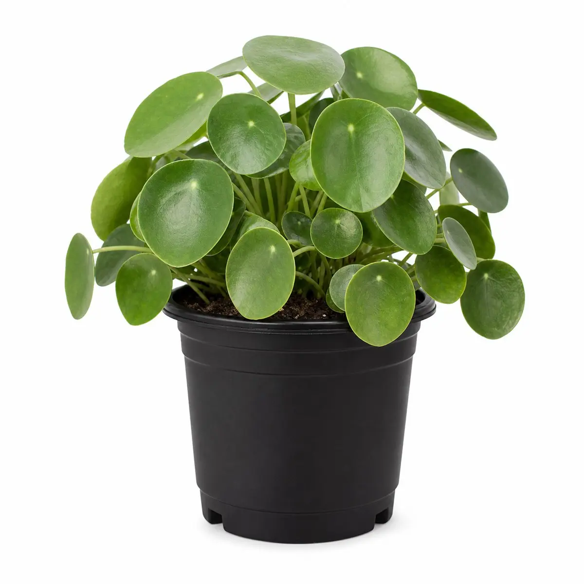 Chinese Money Plant - Single - 4 Inch Pot - Pilea Peperomioides