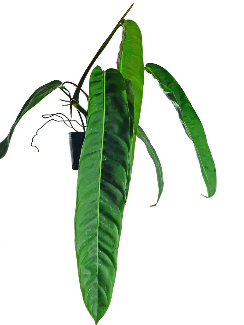 Philodendron paloraense cf x Philodendron Jose Buono (seedling) - TikTok  Shop