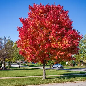 Red Sunset Japanese Maple Tree Seeds (Acer rubrum) Brilliant Red Fall Color Maple