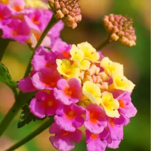 Rose Lantana Plant Live for Planting Outdoor, 4-6 Inch Tall, Fragrant Lantana Live Plant for Planting Outdoor, Butterfly Lantana Perennial Flowers Lantana Trees