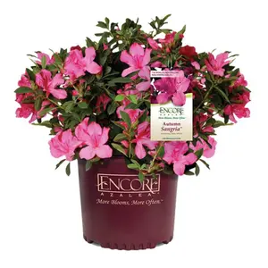 Autumn Sangria Encore Azalea
