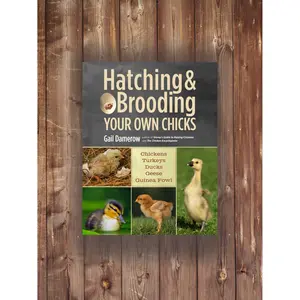 Hatching & Brooding Your Own Chicks - Chickens, Turkeys, Ducks, Geese, Guinea Fowl By Gail Damerow