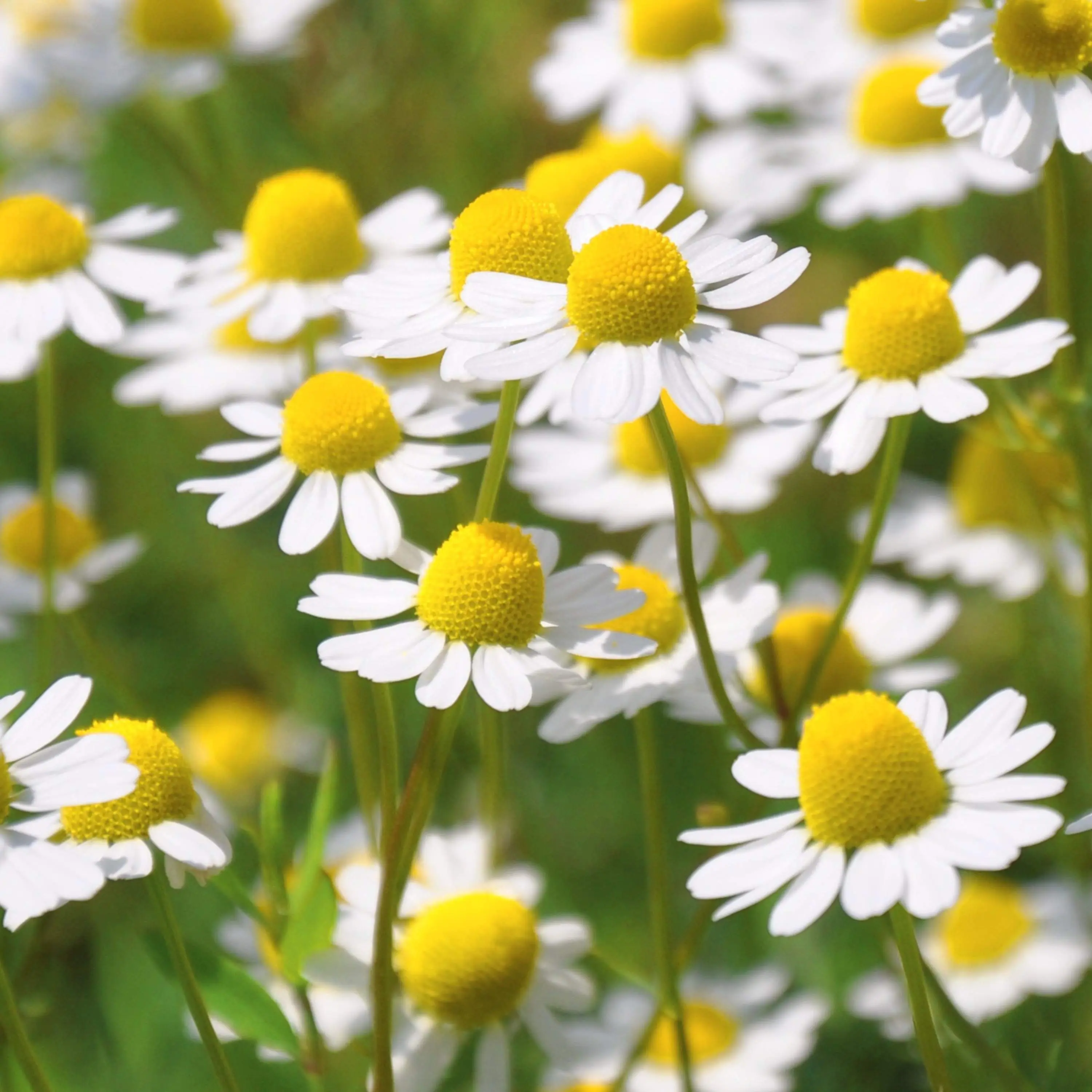 Heirloom Common German Chamomile Seeds - Organic and Regenerative Gardening Seeds