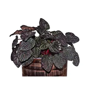 Peperomia caperata