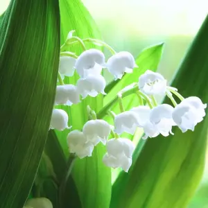 Lily of The Valley Bulbs for Planting - Stunning White Weeping Flowers - Fresh Leucojum Bulbs to Grow (10 Bulbs)