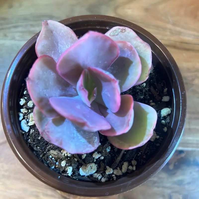 Echeveria Rainbow Succulent - Low-Maintenance Indoor/Outdoor Potted Succulent Plant for Home Decor