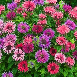 Mixed Bee Balm Seeds for Planting - Heirloom & Open Pollinated Perennial - Mixture of Colorful Flowers to Grow a Butterfly Garden