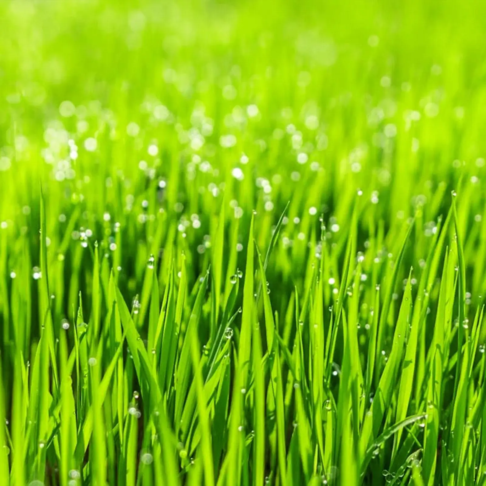 3.000,000 Grass Seeds-Turf grass seeds for lawn planting. Warm-Season Grass spec...