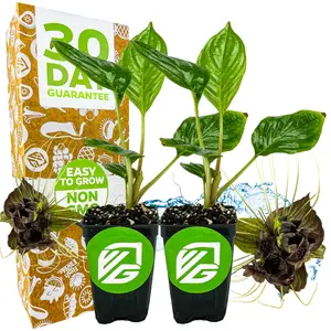 (2-Pack) Black Bat Flower Plants - Tacca chantrieri live flowering starter plants by Wellspring Gardens