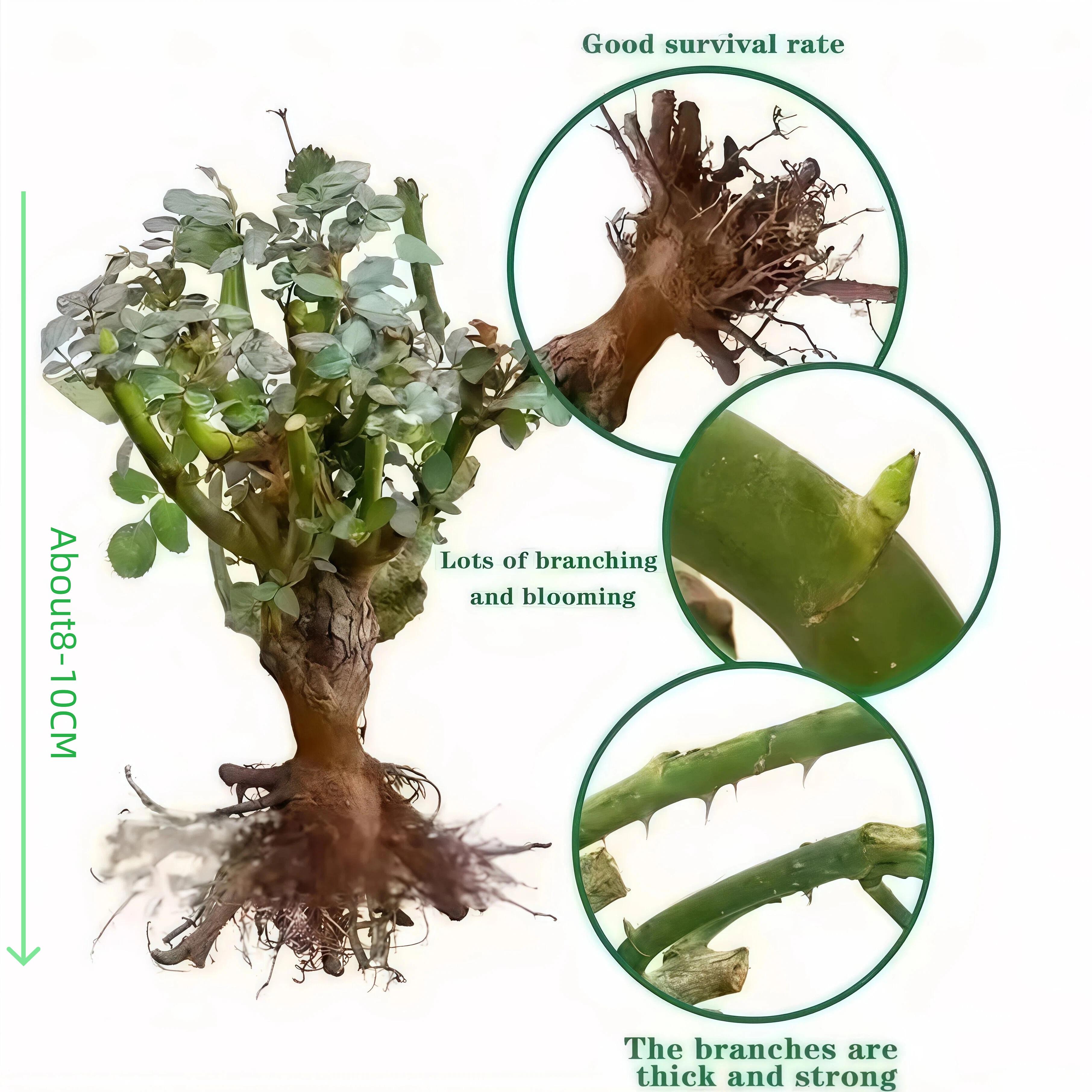Climbing Rose Bare Root, Ready to Plant When Arrives, Long Blooming & Easy Growing, Perennial for Small Garden, Patio or Balcony