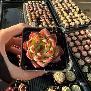 Echeveria agavoides 'Fire Pillar' Single Head (around 2'') - Bare Root Succulents - Terra Tales