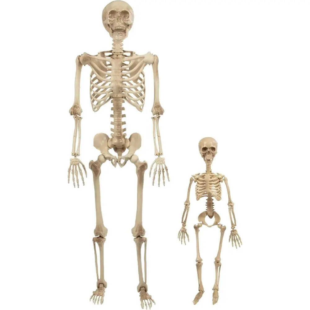 Posable Human Adult (5' 4") & Child (3') Skeleton Value 2 Pack - Life Size, Articulated Limbs & Bones Stay in Place, Weather Resistant Indoor/Outdoor Decoration, Classroom Skeleton