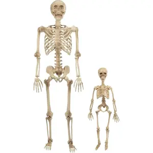 Life Size Human Skeleton Halloween Decoration Value 2 Pack- Adult 5' 4" & Child 2' - Articulated Posable Limbs Stay in Place, Weather Resistant Indoor/Outdoor- Upgrade Fall Haunted House Party Props