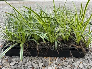 Variegated Liriope Grass Plants, 3 Inch Pots, Set of 18
