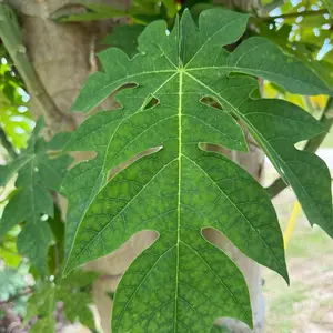 Fèy Papay/Papaya Leaf