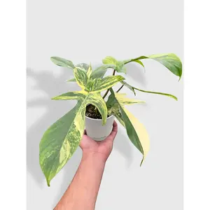 Philodendron Florida Beauty Variegated