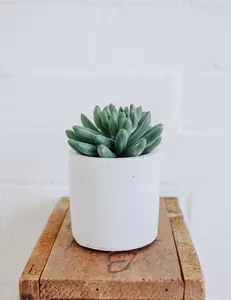 Classic Concrete Planter