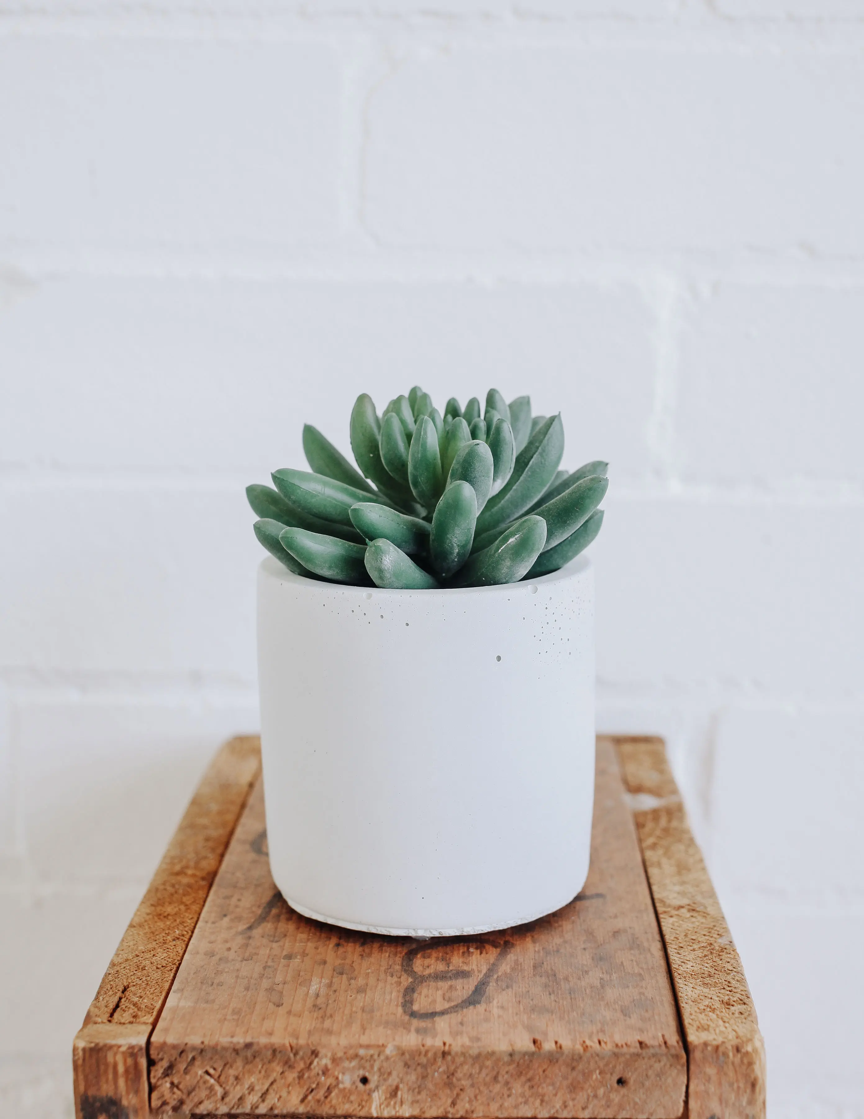 Classic Concrete Planter Classic Concrete Planter