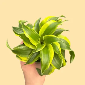 4" Dracaena Tornado - Air Purifying Plant - Easy Care Houseplant