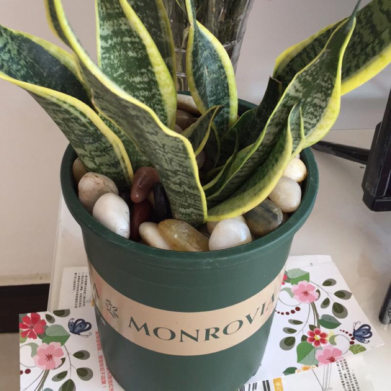 Multi-application Mixed Color Decorative Stone (1 Pack), 14.1oz/400g Stone for Garden Decor, Fish Tank, Flower Pot & Succulent Plant