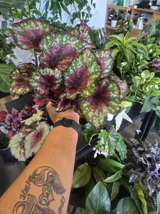 Rex Begonia-Various 4 inch pot