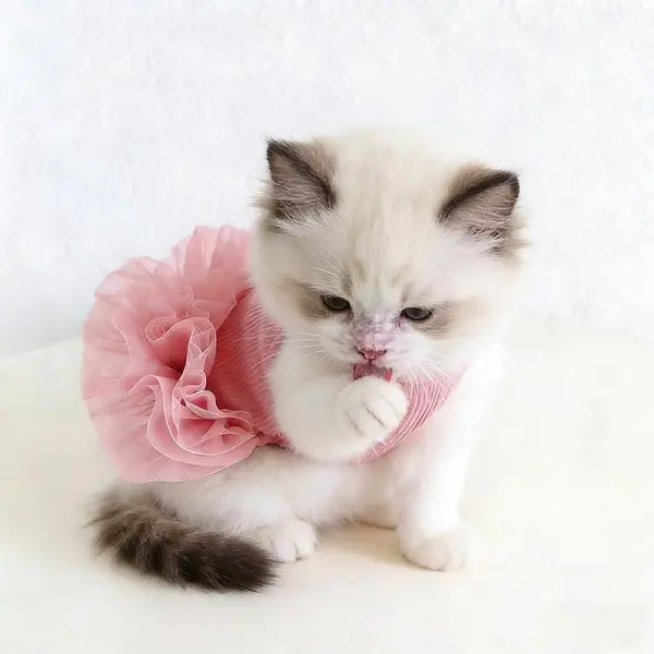 Pet Ribbed Pink Sleeveless Tutu Dress - Plain Mesh Ballerina Skirt, Cute Look Summer Princess Outfit for Small Dogs (Bichon, Maltese, Yorkie) & Kittens
