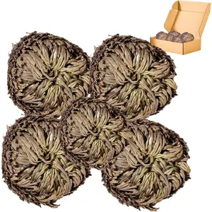 5 Pack Big 3.5" Rose of Jericho Resurrection , Flor de Jerico  Dried , Jericho Flower Dried Rose,  Fern Prayer  for  Purification,  Decor